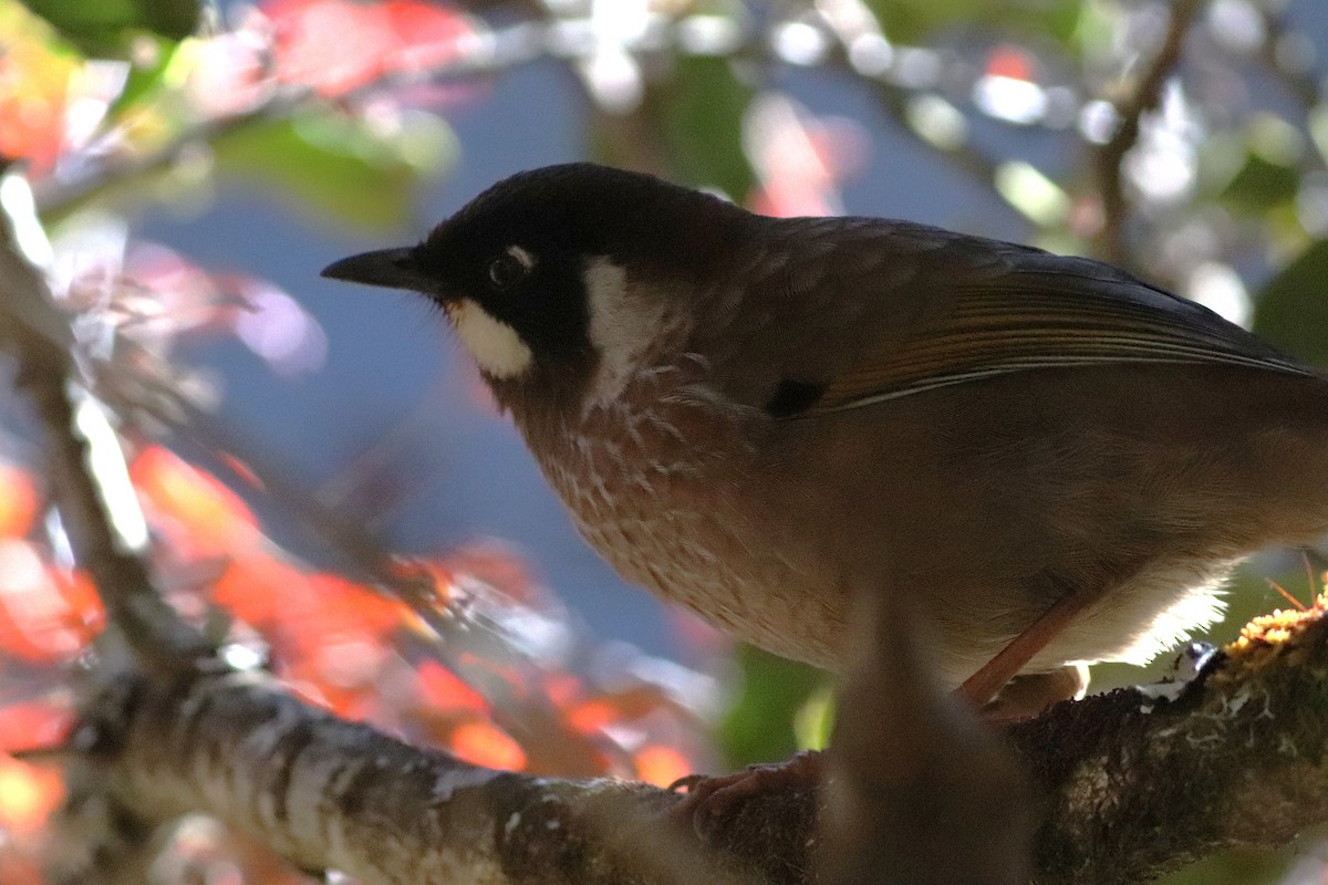 Black-faced Laughingthrush - ML646699068
