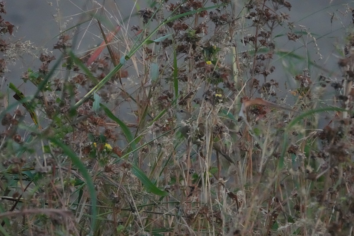 Clamorous Reed Warbler - ML646699073