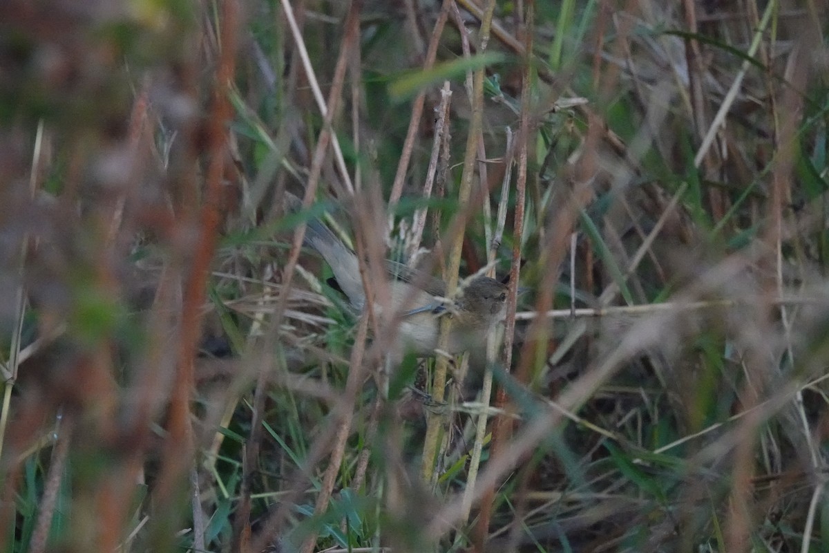 Clamorous Reed Warbler - ML646699074