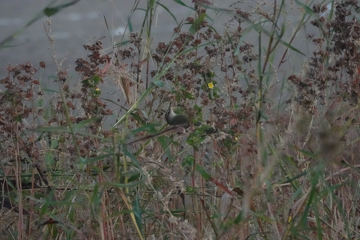 Clamorous Reed Warbler - ML646699075