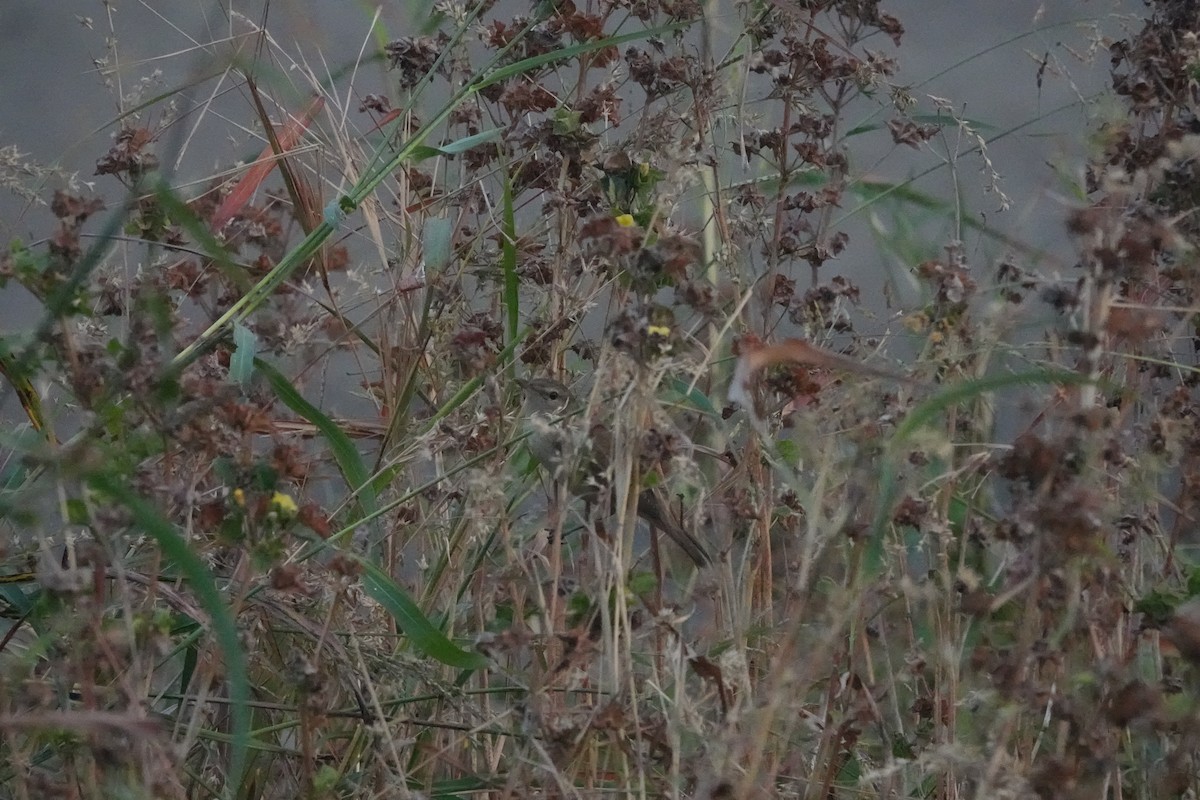 Clamorous Reed Warbler - ML646699076