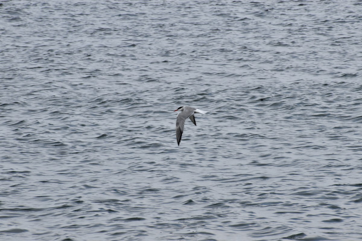 Common Tern - ML646699086