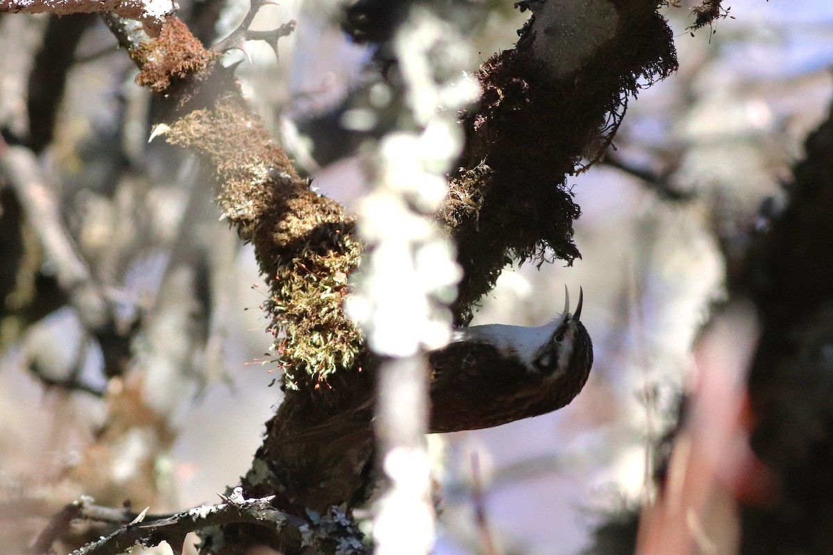 Hodgson's Treecreeper - ML646699089