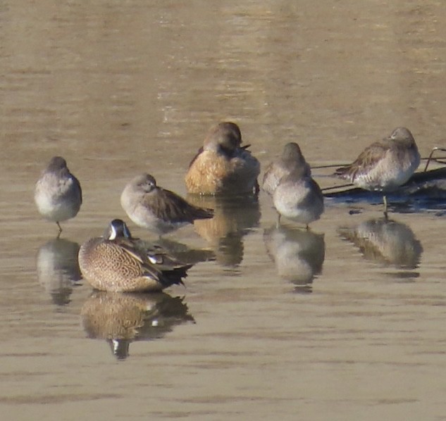 Zertzeta hegalurdina - ML646699091