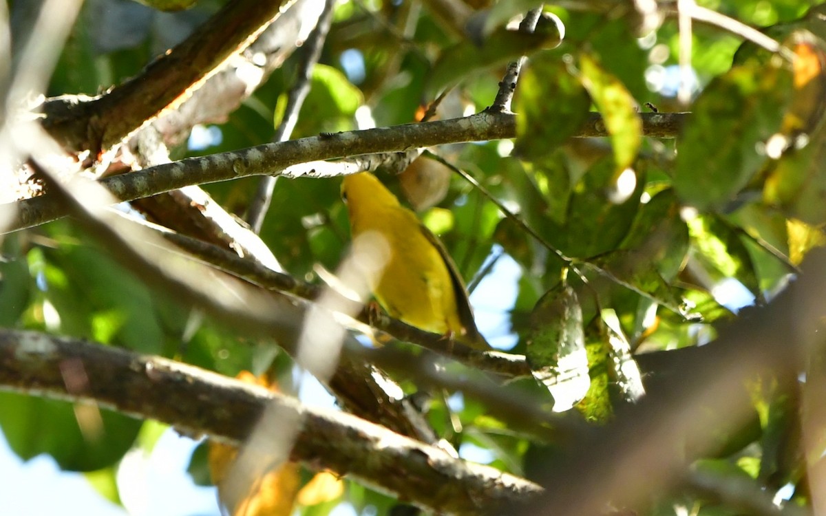 Northern Yellow Warbler - ML646699092