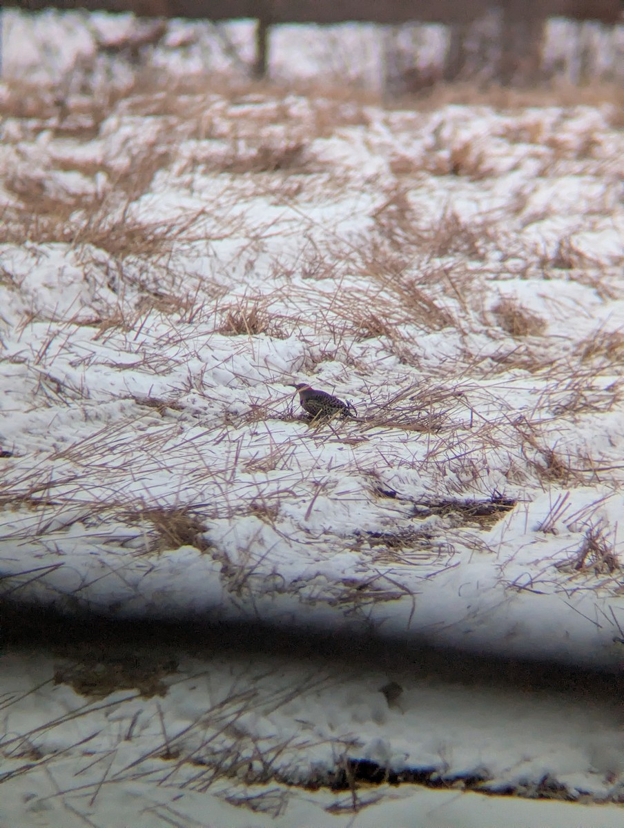 Northern Flicker - ML646699094