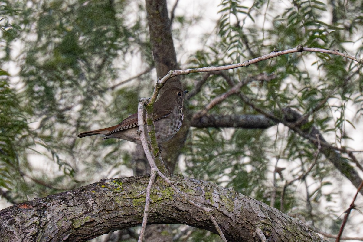 Hermit Thrush - ML646699095