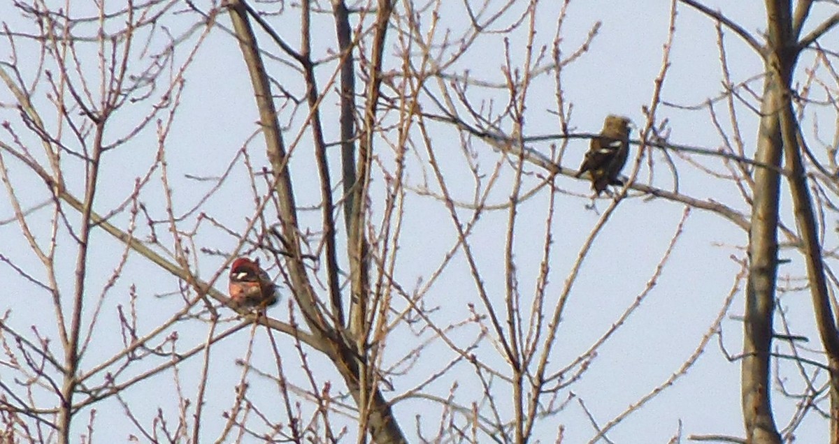 křivka bělokřídlá - ML646699097