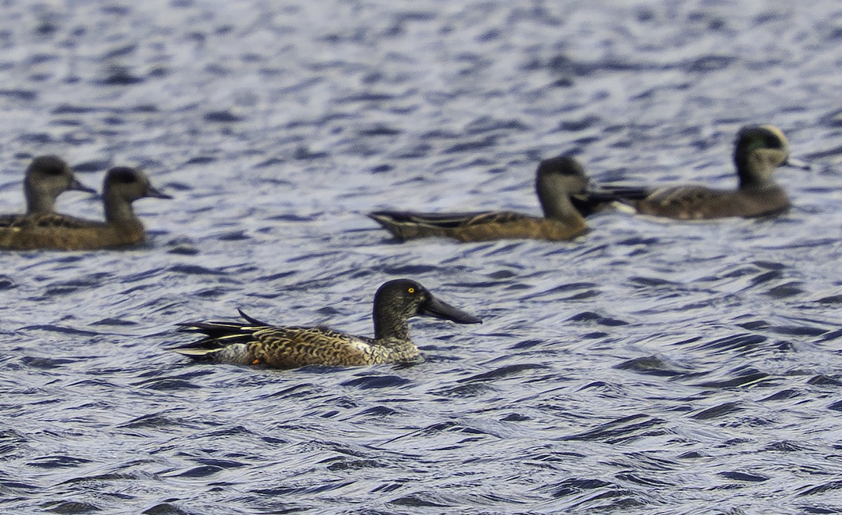 ハシビロガモ - ML646699102