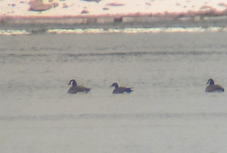 Canada Goose - ML646699103