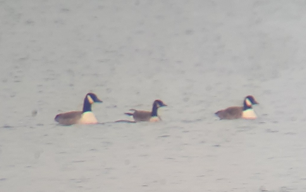 Canada Goose - ML646699104