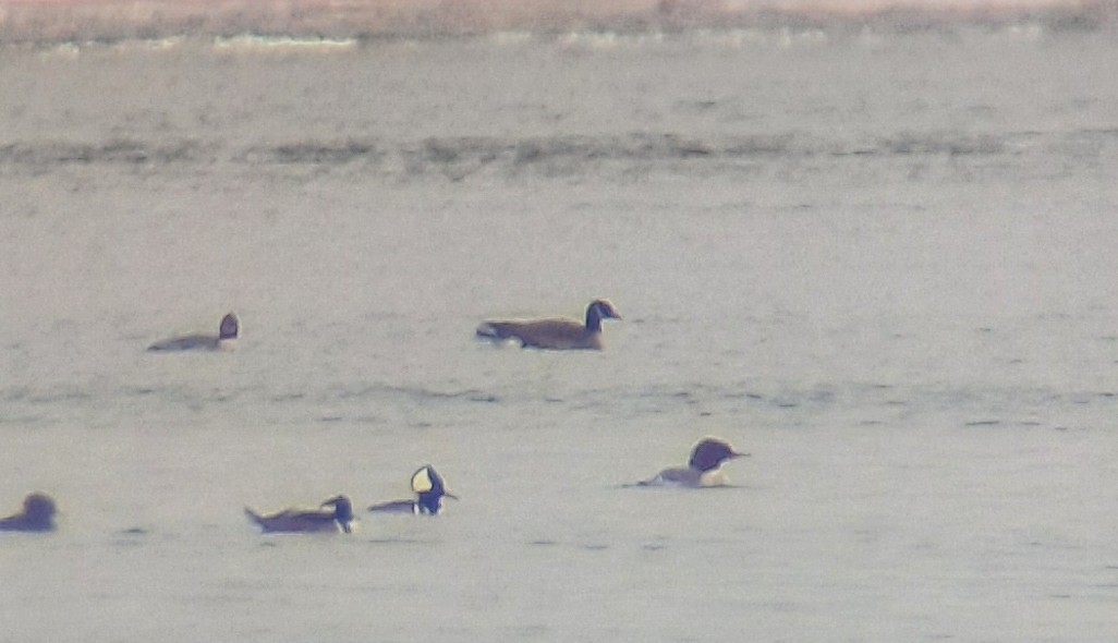 Canada Goose - ML646699105