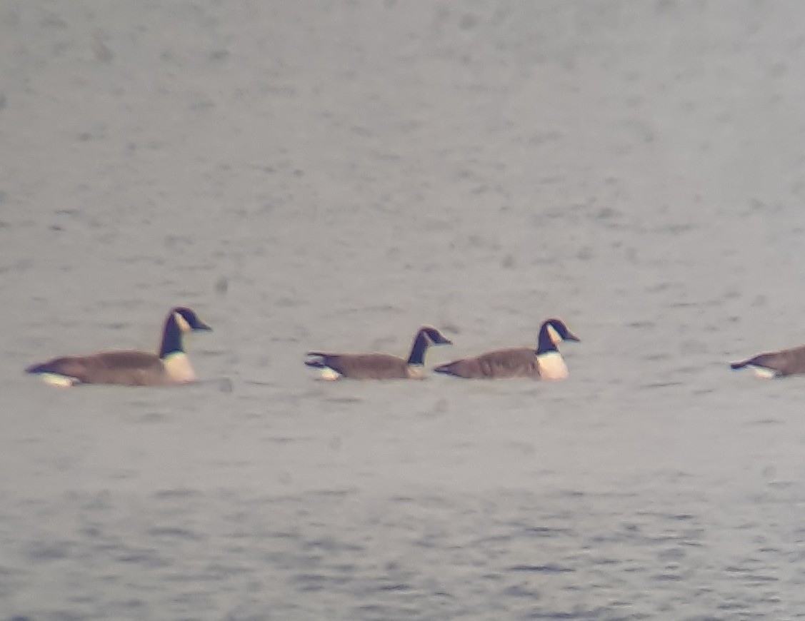 Canada Goose - ML646699106