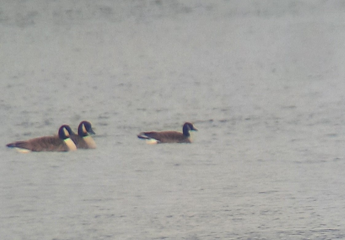 Canada Goose - ML646699107