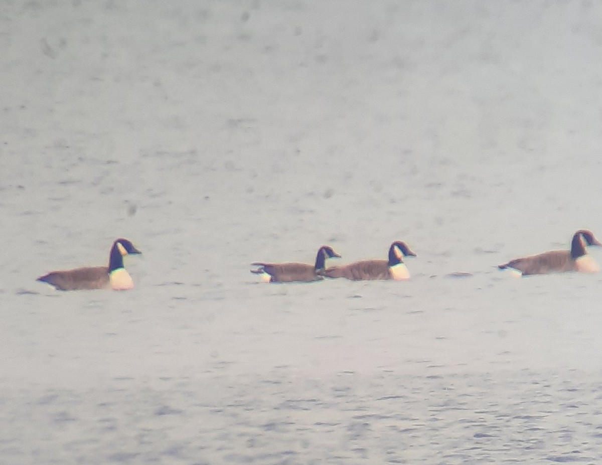 Canada Goose - ML646699108