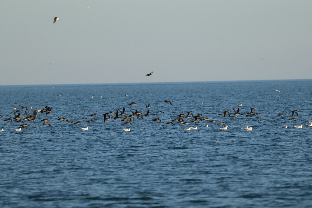 Balearic Shearwater - ML646699109