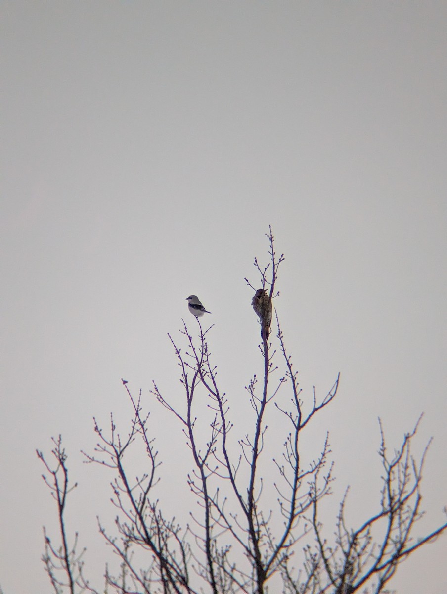 オオモズ - ML646699110