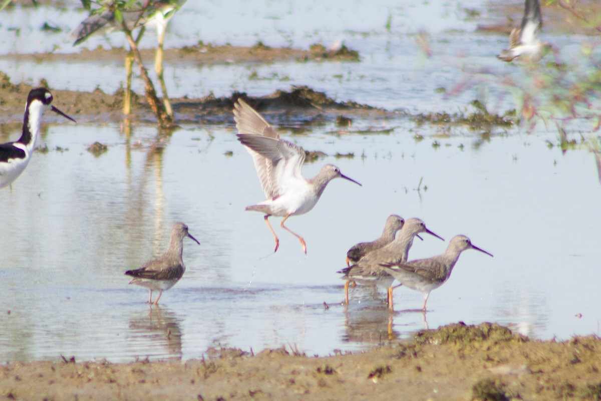 styltesnipe - ML646699111