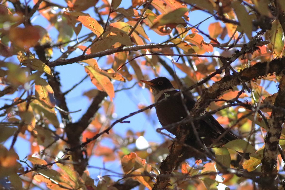 White-collared Blackbird - ML646699113