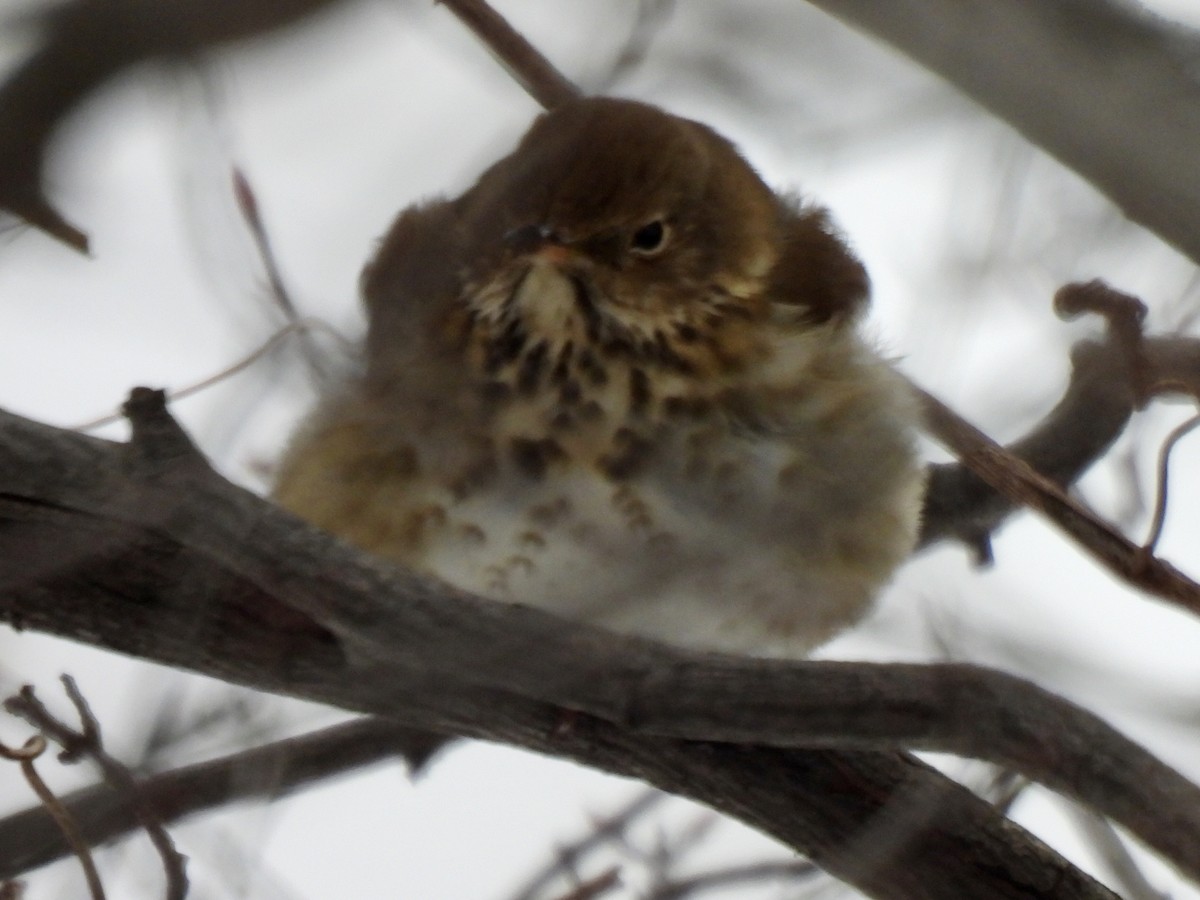 Hermit Thrush - ML646699114