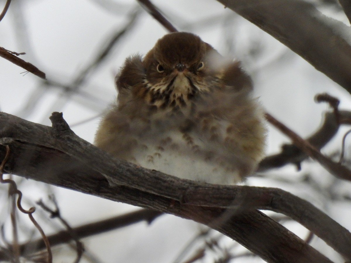 Hermit Thrush - ML646699115