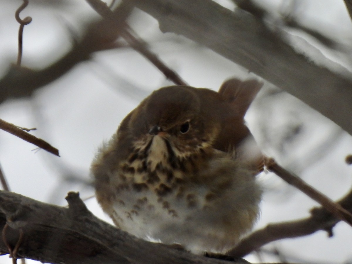 Hermit Thrush - ML646699116