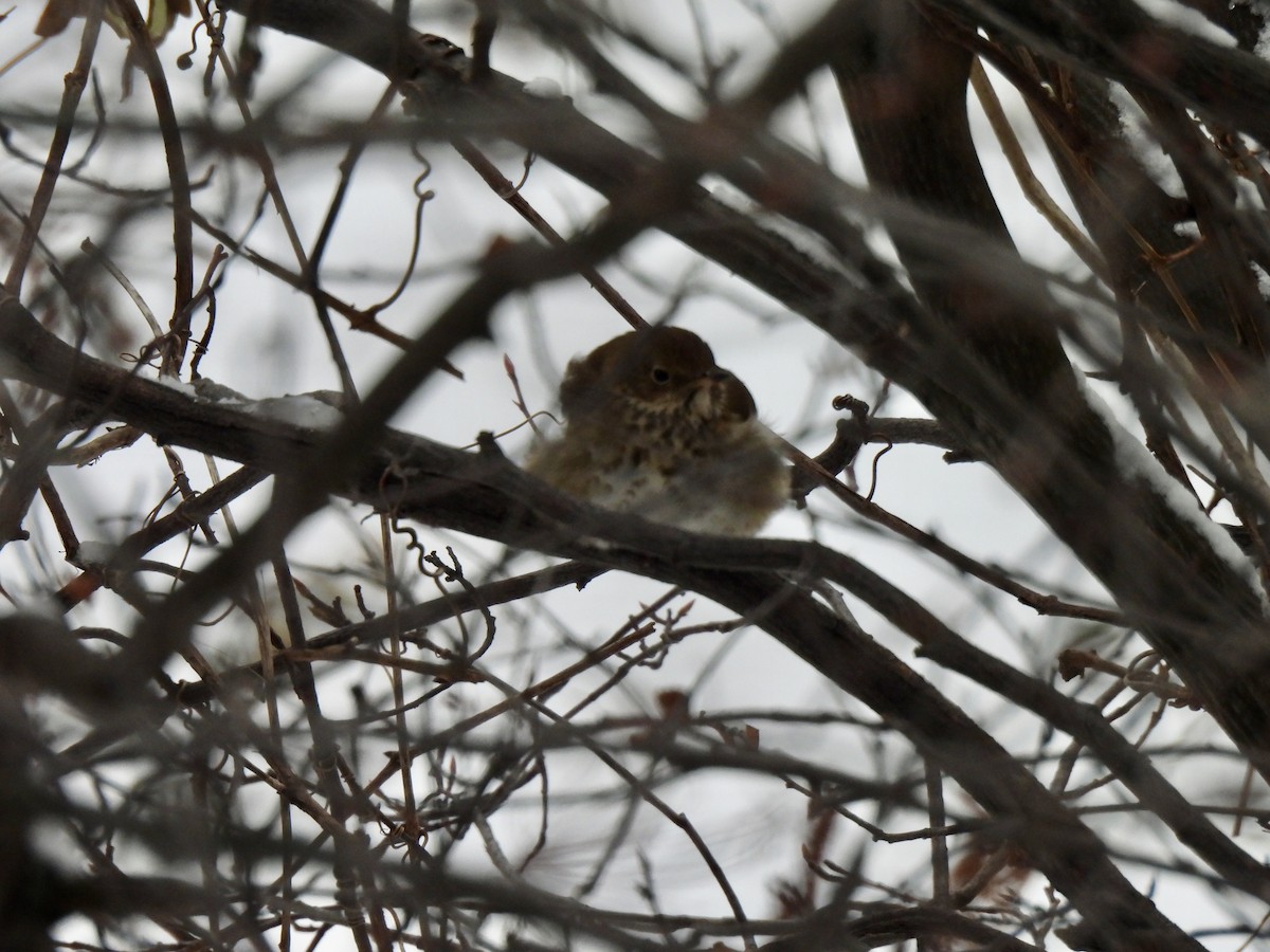 Hermit Thrush - ML646699117