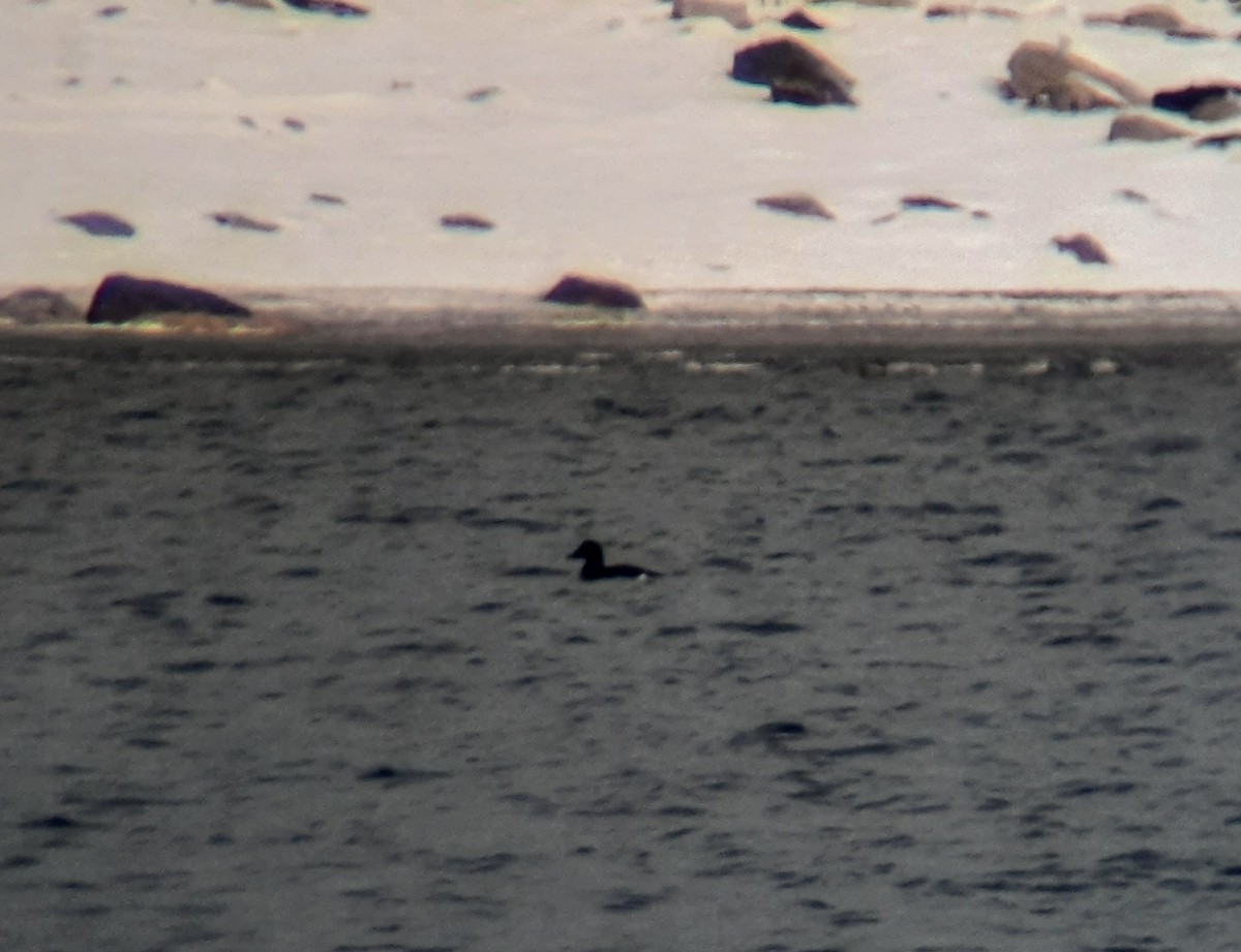 White-winged Scoter - ML646699119