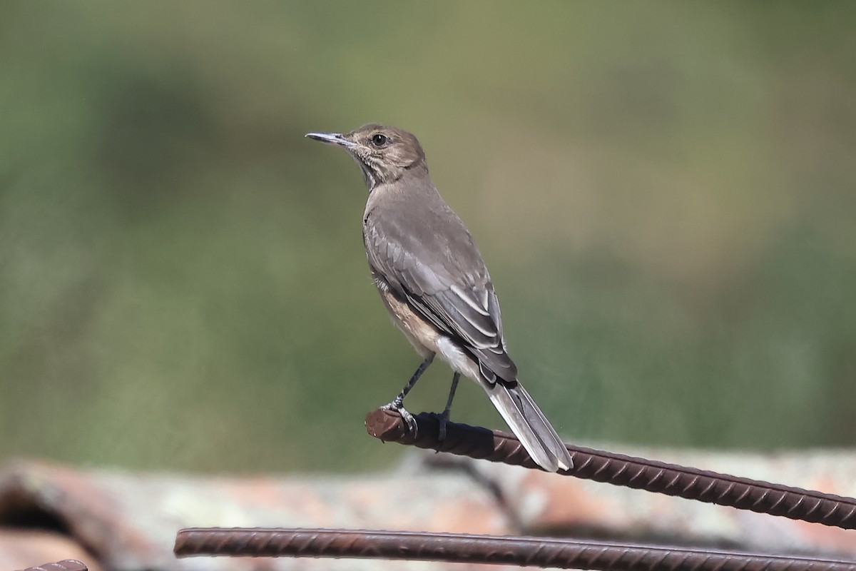 Горный гаучо - ML646699120