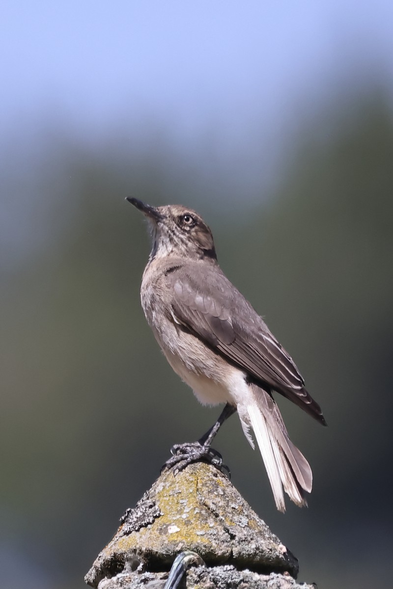 Горный гаучо - ML646699121