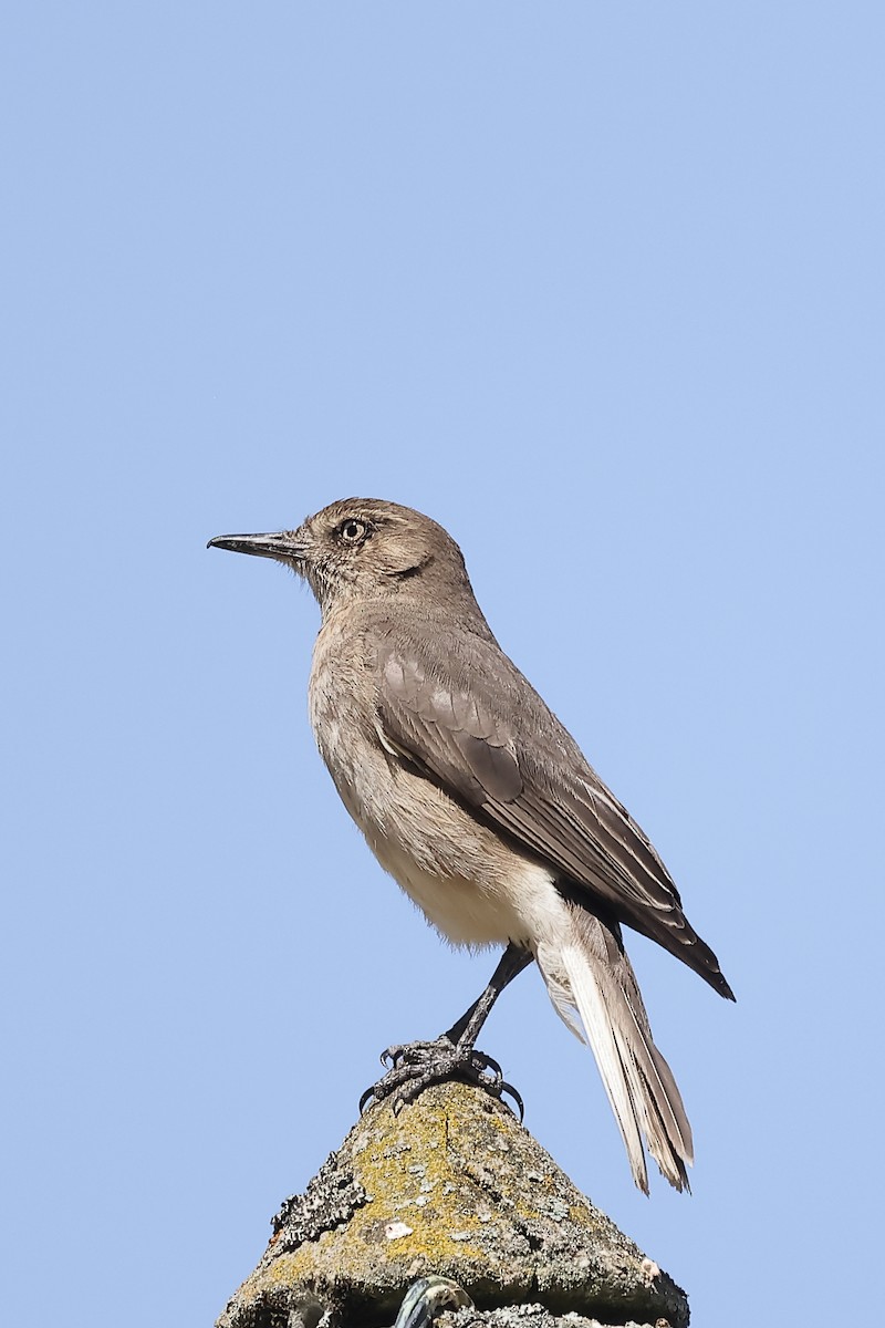 Горный гаучо - ML646699122