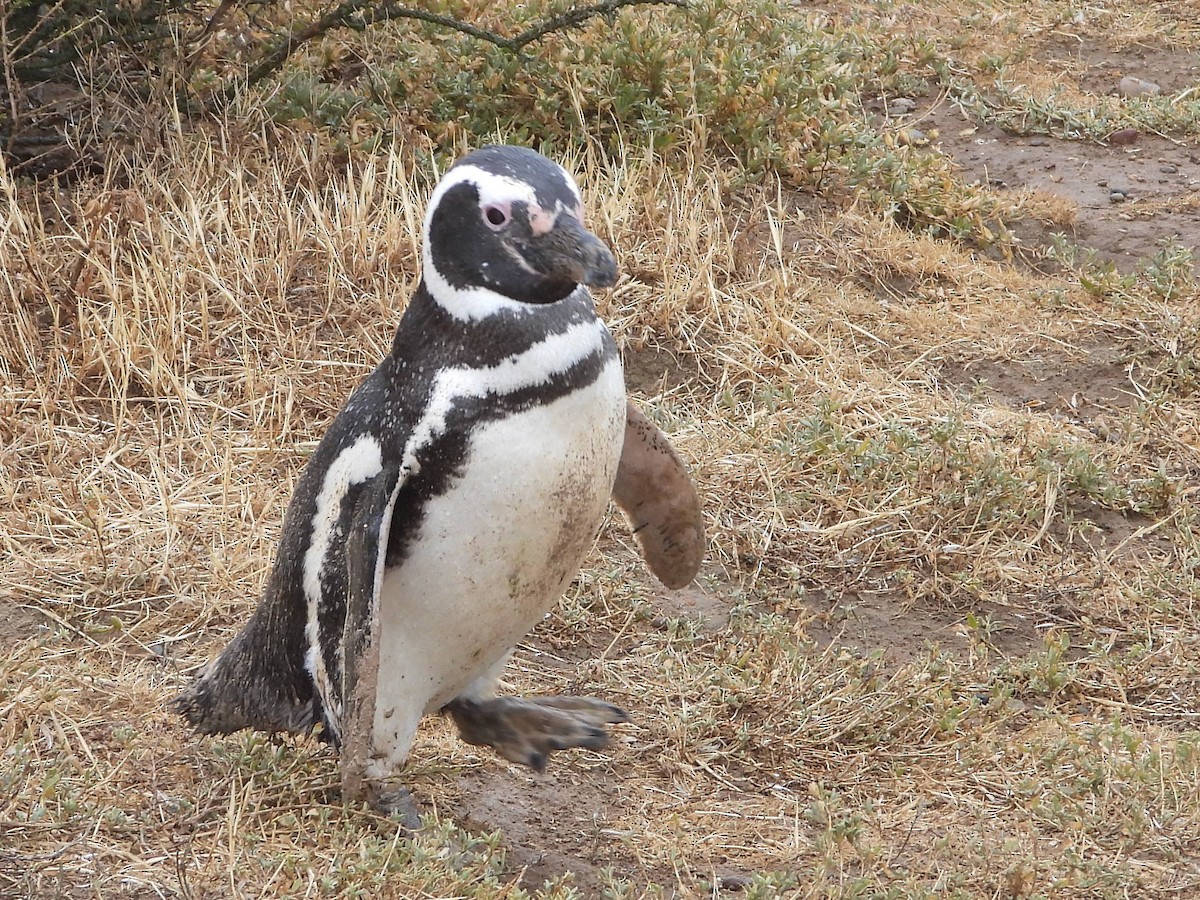 Magellanpinguin - ML646699123