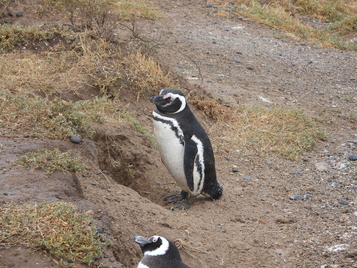 Magellanpinguin - ML646699124