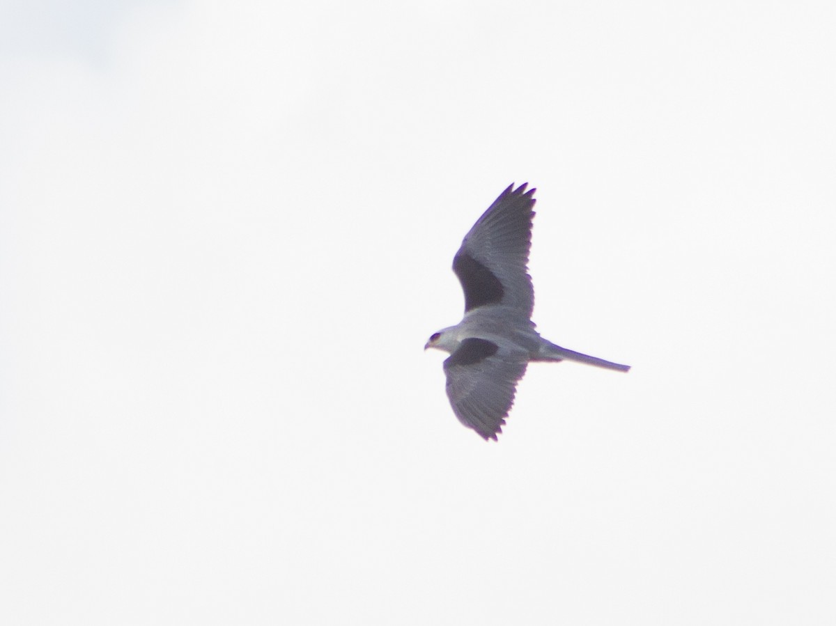 hvitstjertglente - ML646699125