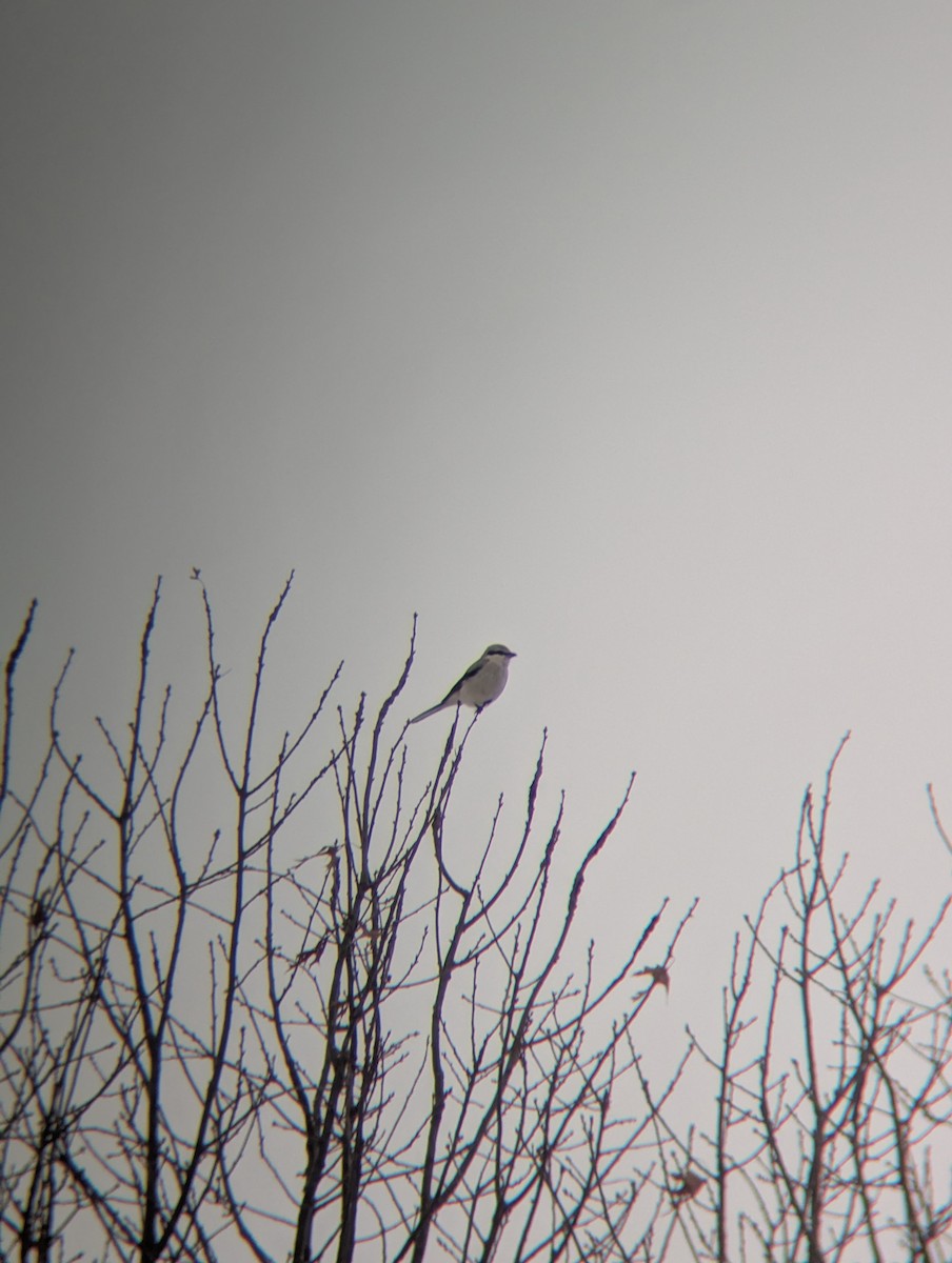 オオモズ - ML646699126