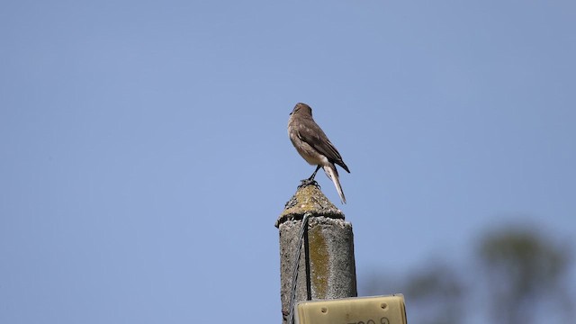 Black-billed Shrike-Tyrant - ML646699129