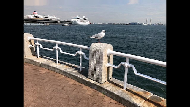 Black-headed Gull - ML646699132