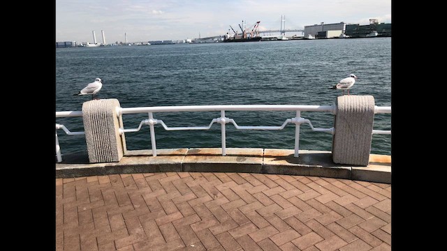 Black-headed Gull - ML646699133