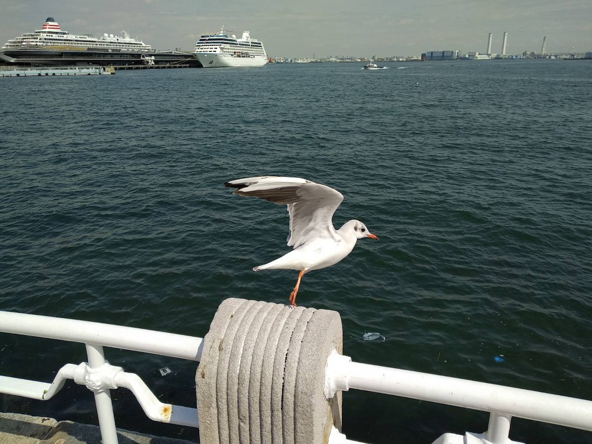 hettemåke - ML646699134