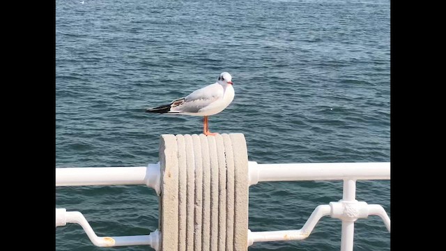 Black-headed Gull - ML646699135