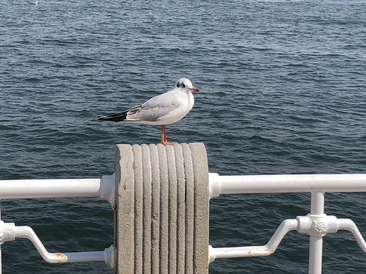 hettemåke - ML646699136