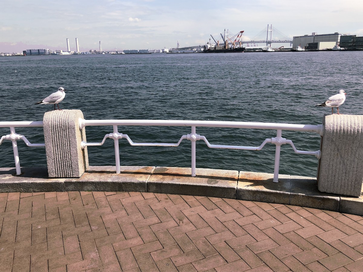 hettemåke - ML646699137