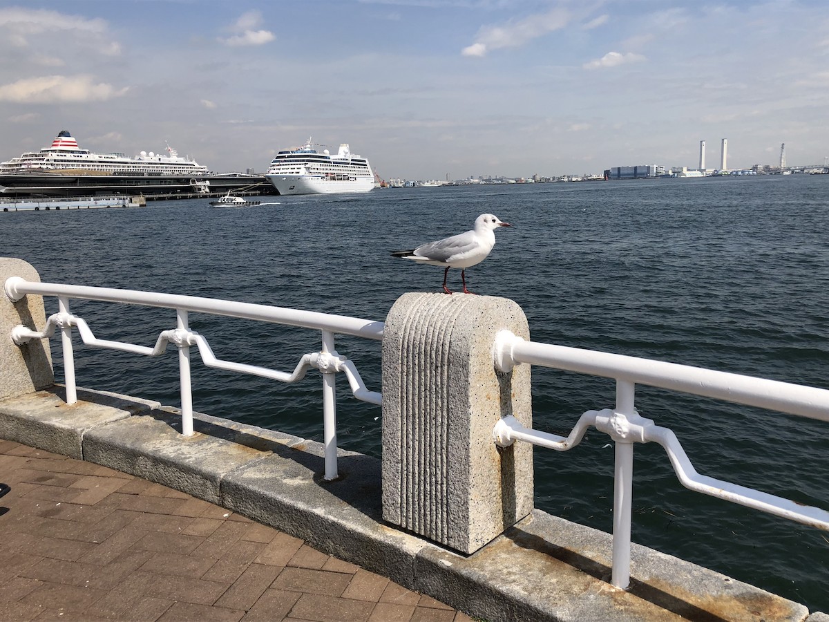 hettemåke - ML646699138