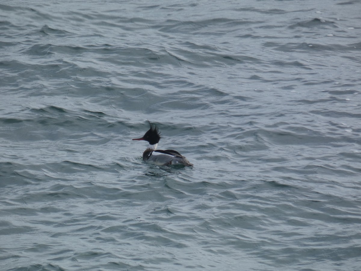 Serreta Mediana - ML646699139