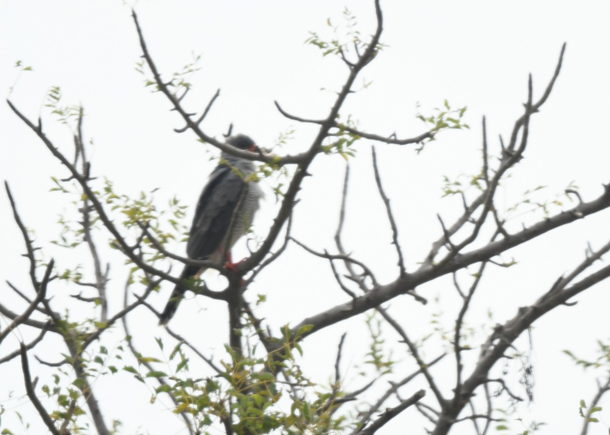 gabarhauk - ML646699141