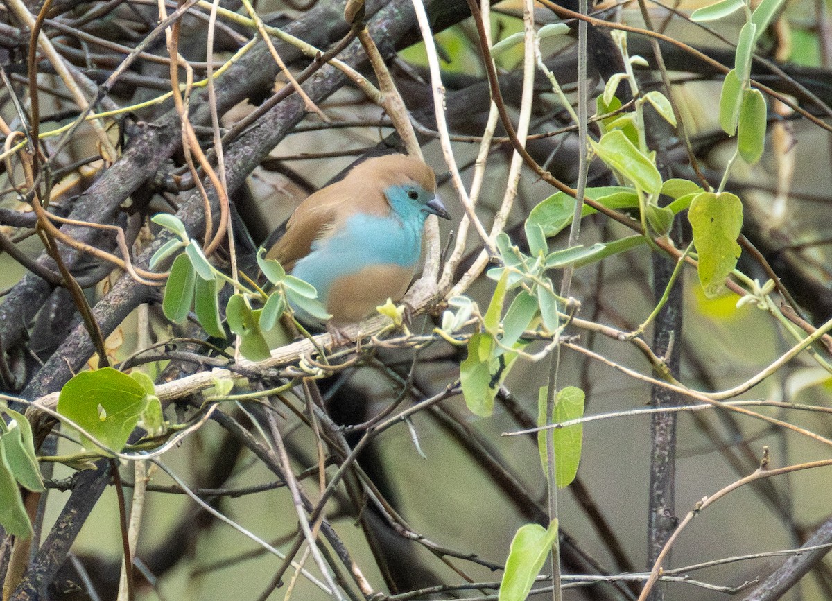 Southern Cordonbleu - ML646699142