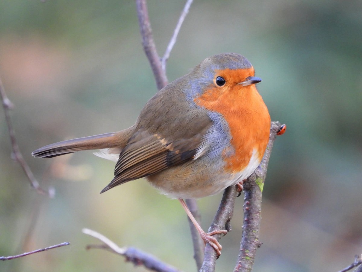 European Robin - ML646699144