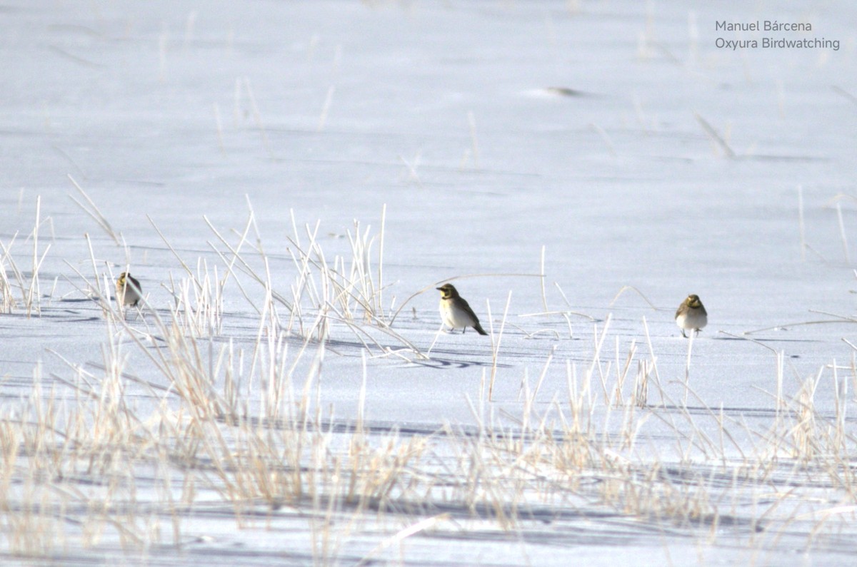 Horned Lark (Atlas) - ML646699146