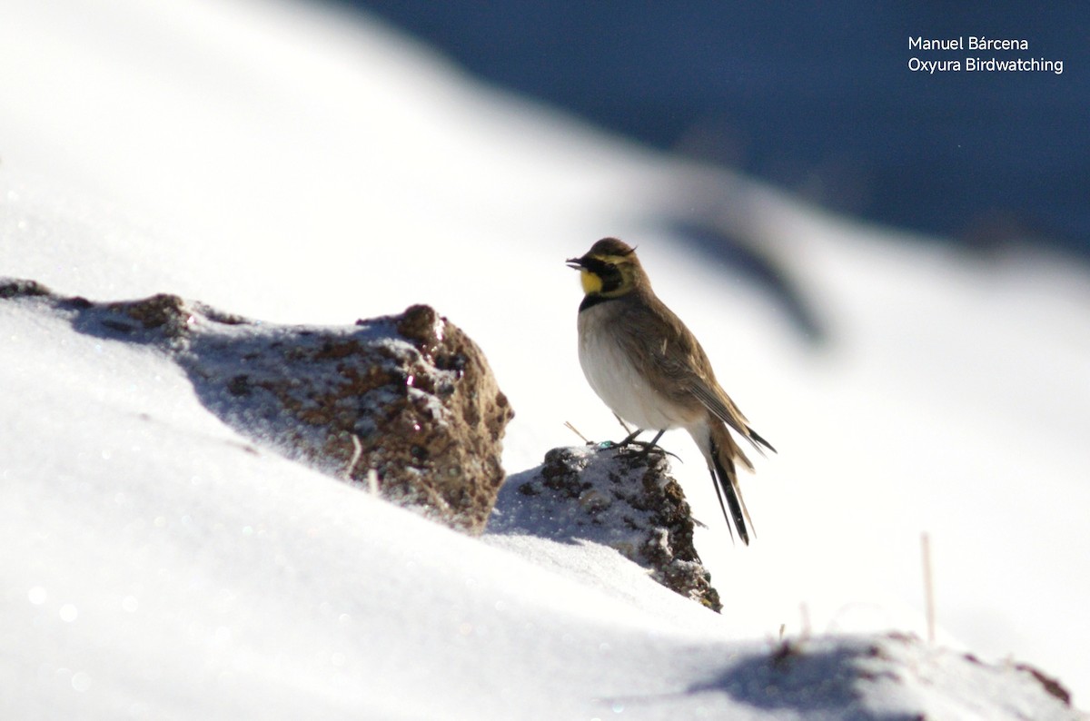 Horned Lark (Atlas) - ML646699147