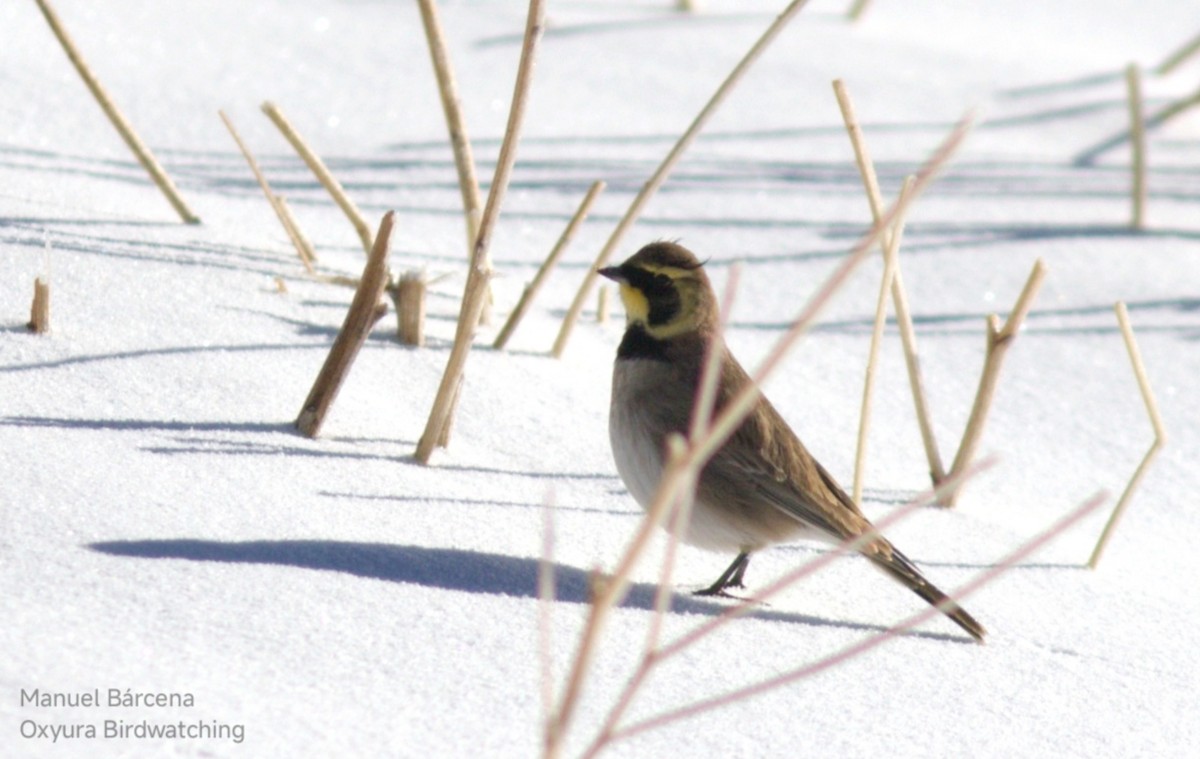 Horned Lark (Atlas) - ML646699148